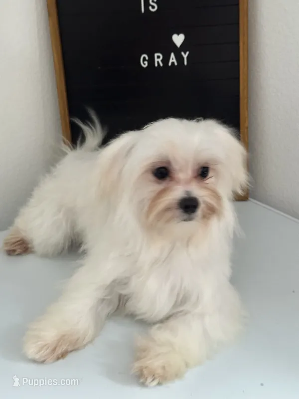 Puppy 3 – Maltese puppy for sale in Orlando, FL