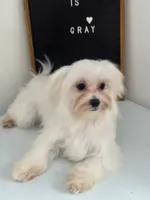 Puppy 3, a male Maltese for sale in Orlando, FL – 1 of 8