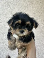 Negrita 1, a female Morkie for sale in Orlando, FL – 5 of 8