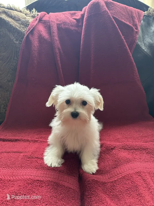 Puppy 6 – Maltese puppy for sale in Orlando, FL