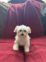 Puppy 6, a male Maltese for sale in Orlando, FL – 1 of 3