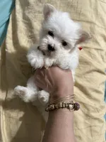 Puppy 6, a female Maltese for sale in Orlando, FL – 4 of 8