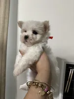 Puppy 6, a female Maltese for sale in Orlando, FL – 6 of 8