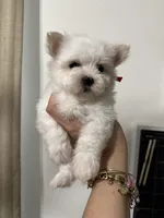 Puppy 6, a female Maltese for sale in Orlando, FL – 7 of 8