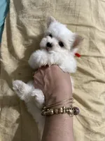 Puppy 6, a female Maltese for sale in Orlando, FL – 5 of 8