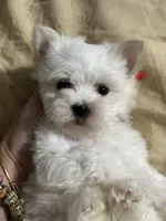 Puppy 6, a female Maltese for sale in Orlando, FL – 2 of 8
