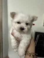 Puppy 6, a female Maltese for sale in Orlando, FL – 3 of 8