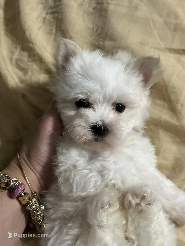 Puppy 6 – Maltese puppy for sale in Orlando, FL