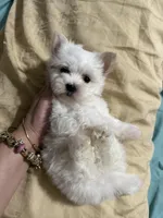 Puppy 6, a female Maltese for sale in Orlando, FL – 8 of 8