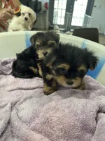 Negrita 2, a female Morkie for sale in Orlando, FL – 3 of 8
