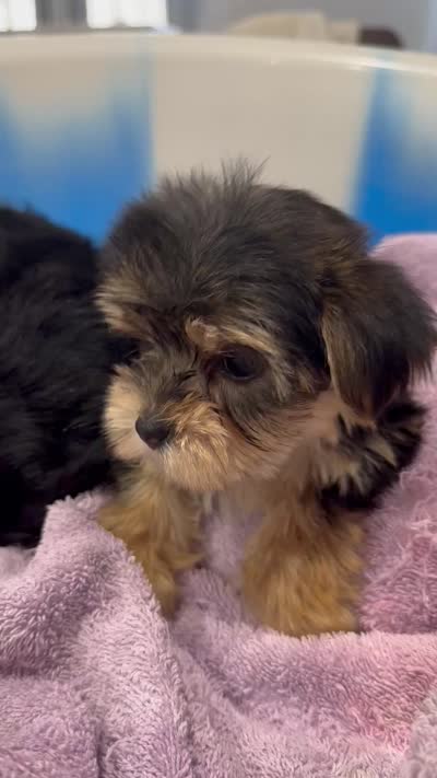 Negrita 2, a female Morkie for sale in Orlando, FL – 8 of 8