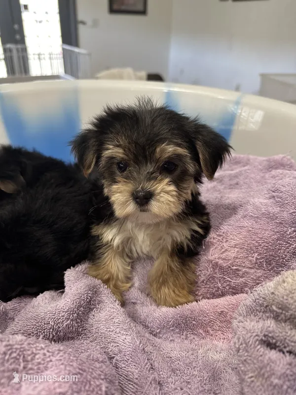 Negrita 1 – Morkie puppy for sale in Orlando, FL