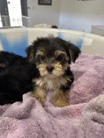 Negrita 1, a female Morkie for sale in Orlando, FL – 1 of 8