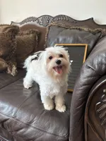 Puppy 2, a male Maltese for sale in Orlando, FL – 3 of 5