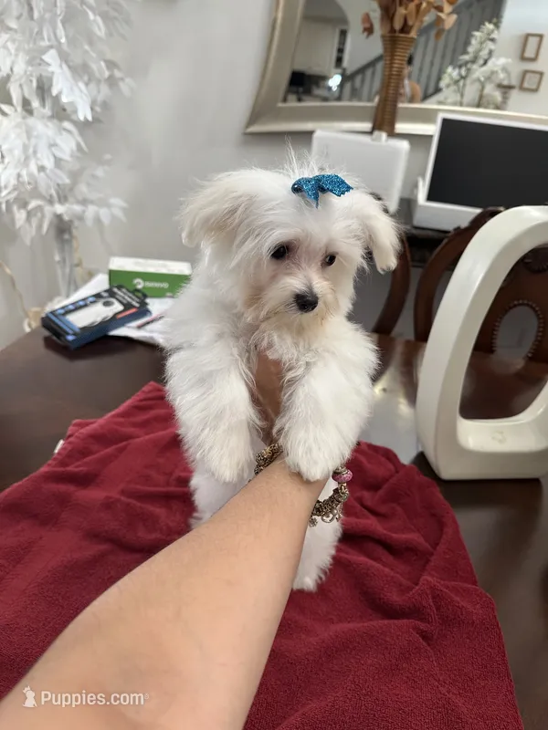 Puppy 5 – Maltese puppy for sale in Orlando, FL