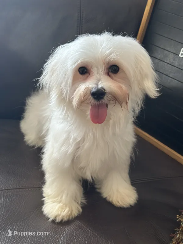 Puppy 1 – Maltese puppy for sale in Orlando, FL