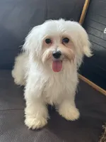 Puppy 1, a male Maltese for sale in Orlando, FL – 1 of 8