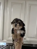Negrita 2, a female Morkie for sale in Orlando, FL – 5 of 8