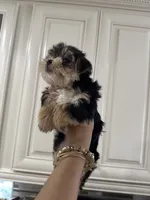 Negrita 2, a female Morkie for sale in Orlando, FL – 7 of 8