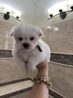 Pyppy 4, a male Maltese for sale in Orlando, FL – Photo 2 of 9