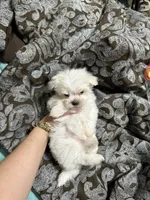 Pyppy 4, a male Maltese for sale in Orlando, FL – Photo 9 of 9