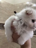 Pyppy 4, a male Maltese for sale in Orlando, FL – Photo 4 of 9