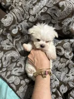 Pyppy 4, a male Maltese for sale in Orlando, FL – Photo 6 of 9