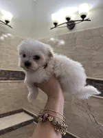 Pyppy 4, a male Maltese for sale in Orlando, FL – Photo 5 of 9