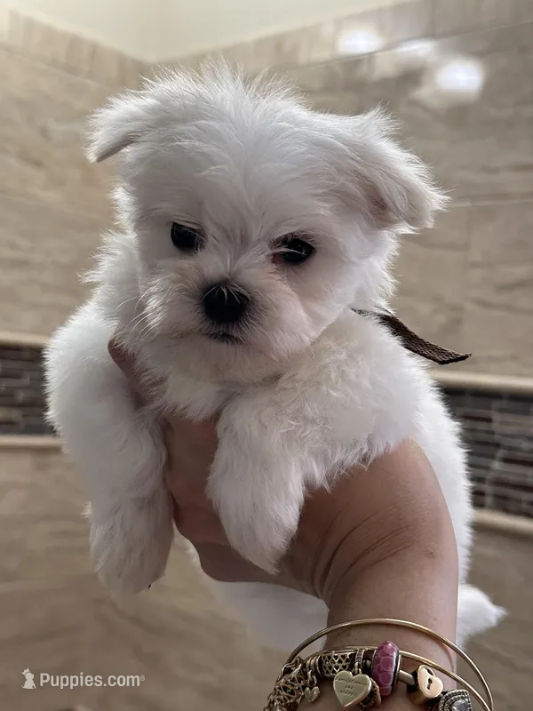Pyppy 4 – Maltese puppy for sale in Orlando, FL