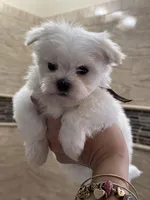 Pyppy 4, a male Maltese for sale in Orlando, FL – Photo 1 of 9