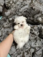 Pyppy 4, a male Maltese for sale in Orlando, FL – Photo 7 of 9