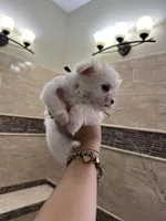 Pyppy 4, a male Maltese for sale in Orlando, FL – Photo 3 of 9