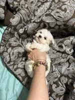 Pyppy 4, a male Maltese for sale in Orlando, FL – Photo 8 of 9