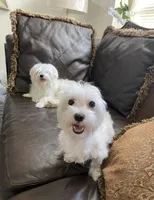 Puppy 1, a male Maltese for sale in Orlando, FL – 8 of 8