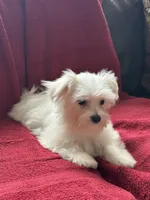 Puppy 6, a male Maltese for sale in Orlando, FL – 2 of 3
