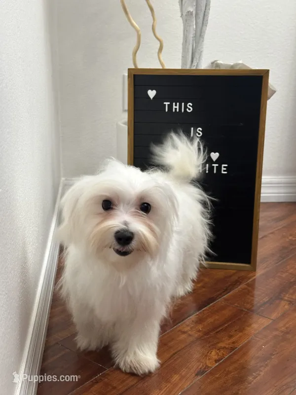 Puppy 4 – Maltese puppy for sale in Orlando, FL