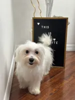 Puppy 4, a male Maltese for sale in Orlando, FL – 1 of 6
