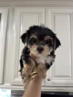 Negrita 2, a female Morkie for sale in Orlando, FL – 2 of 8