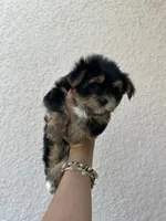Negrita 1, a female Morkie for sale in Orlando, FL – 8 of 8