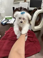 Puppy 5, a female Maltese for sale in Orlando, FL – 3 of 5