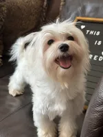 Puppy 2, a male Maltese for sale in Orlando, FL – 4 of 5