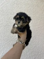 Negrita 1, a female Morkie for sale in Orlando, FL – 2 of 8