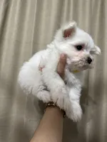 Puppy 2, a male Maltese for sale in Orlando, FL – Photo 4 of 8