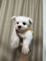 Puppy 2, a male Maltese for sale in Orlando, FL – Photo 5 of 8