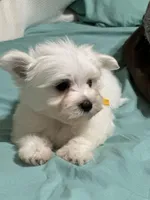 Puppy 2, a male Maltese for sale in Orlando, FL – Photo 7 of 8