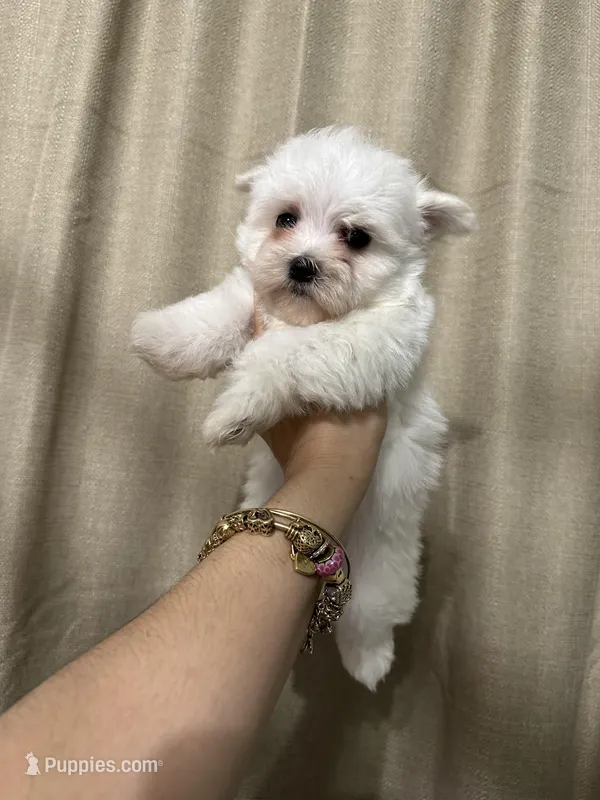 Puppy 2 – Maltese puppy for sale in Orlando, FL