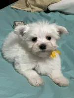 Puppy 2, a male Maltese for sale in Orlando, FL – Photo 6 of 8
