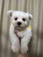 Puppy 2, a male Maltese for sale in Orlando, FL – Photo 2 of 8