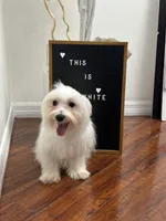 Puppy 4, a male Maltese for sale in Orlando, FL – 2 of 6