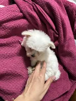 Puppy 5, a female Maltese for sale in Orlando, FL – 5 of 7